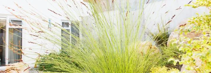 Ziergräser im Garten