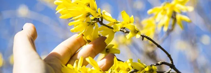 Hand berührt gelbe Blütenzweige