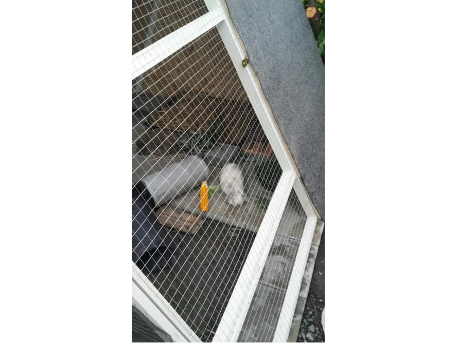 Kaninchen im Gehege mit Maiskolben