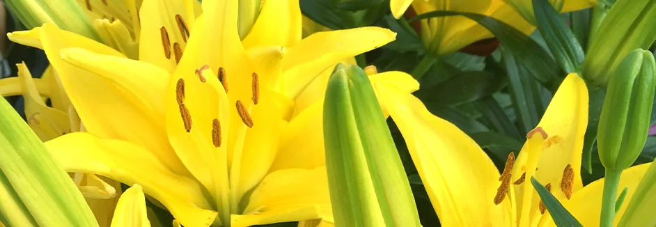 Nahaufnahme gelber Lilienblüten