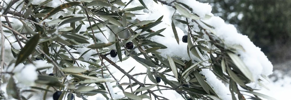 Verschneiter Olivenbaum mit Oliven