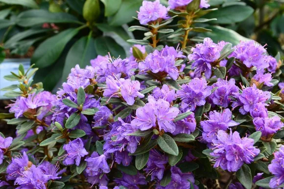 Lila Rhododendronblüten