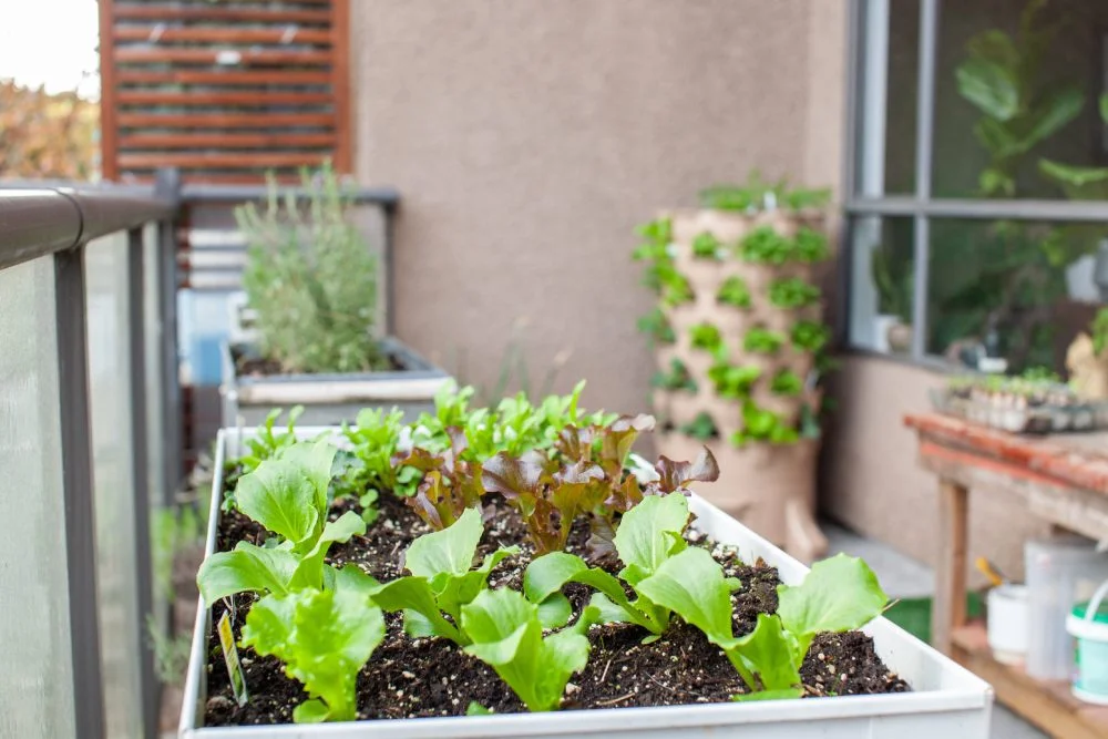 Junger Salat in einem weißen Hochbeet auf einem Balkon.