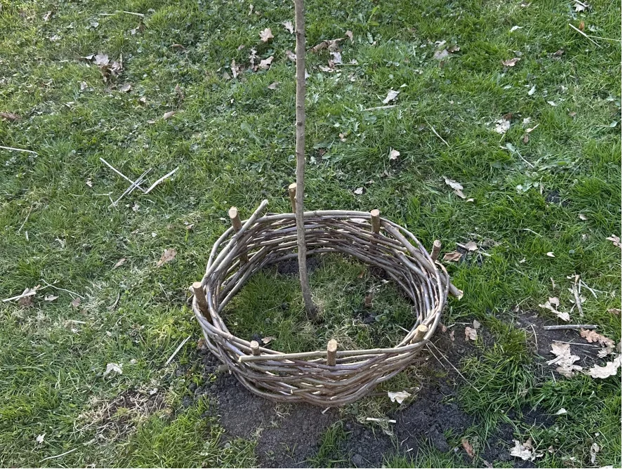 Flechtzaun um jungen Baum