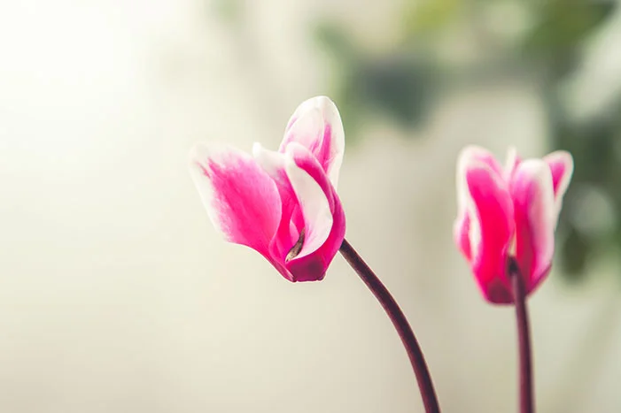 Zwei rosa Alpenveilchen Blüten