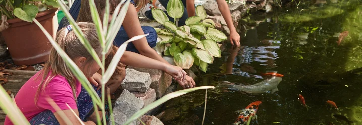 Familie füttert Koi-Karpfen im Teich