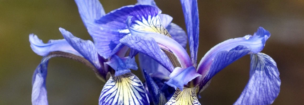 Drei blaue Irisblüten