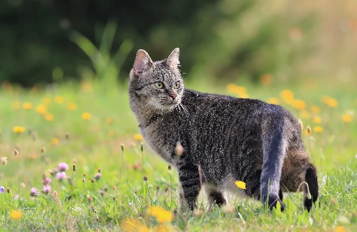 Getigerte Katze in einer Blumenwiese