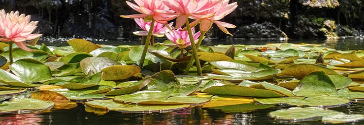 Seerosen auf einem Teich