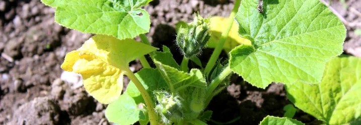 Jungpflanze im Gartenbeet