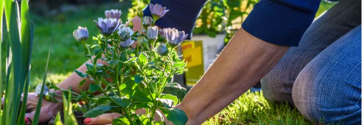 Person pflanzt Blumen ein