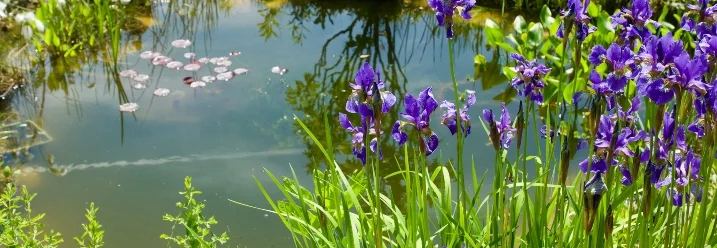 Teich mit Seerosen und blühenden Schwertlilien