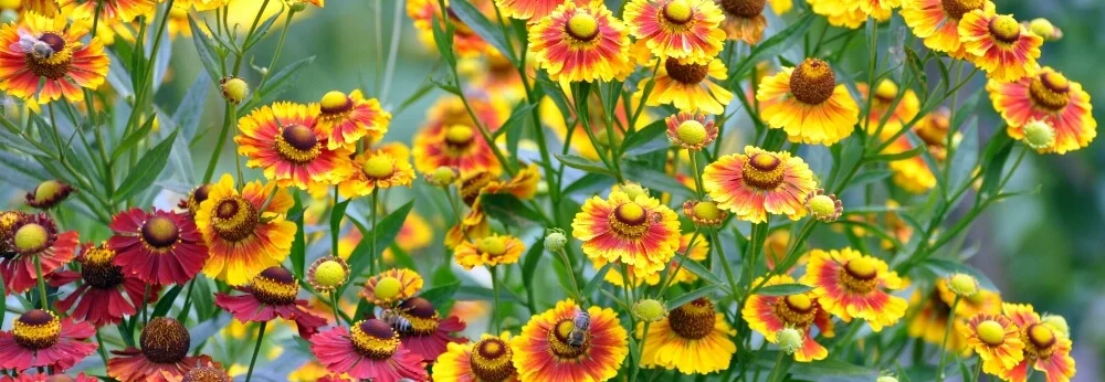 Gelbe und rote Sonnenblumen