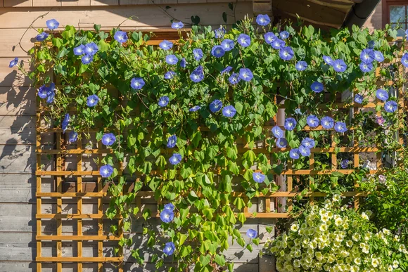 Blaue Blüten ranken an Holzgitter
