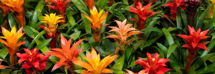 Bunte Bromelienblüten