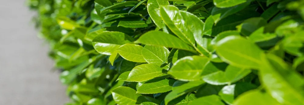 Grüne Hecke aus Kirschlorbeer