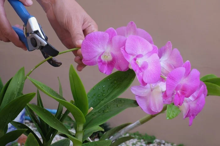 Hand schneidet Orchideenblüte mit Gartenschere