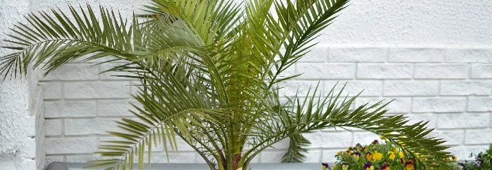Eine Palme im Topf