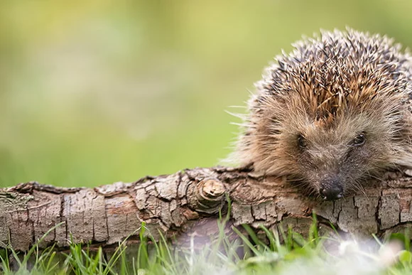 Igel auf Baumstamm
