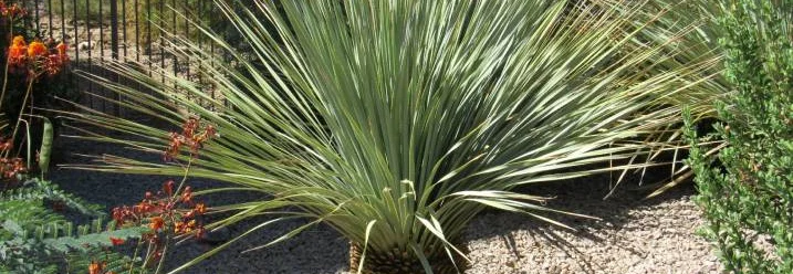 Eine Yucca-Palme mit langen, dünnen Blättern.