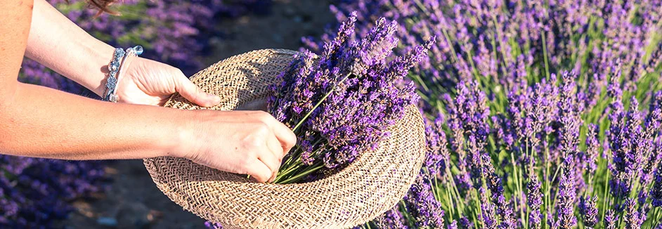 Person legt Lavendel in Strohhut