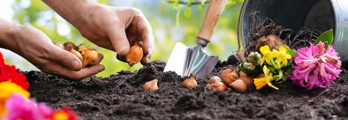 Person pflanzt Blumenzwiebeln ein