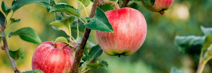 Drei rote Äpfel an einem Ast