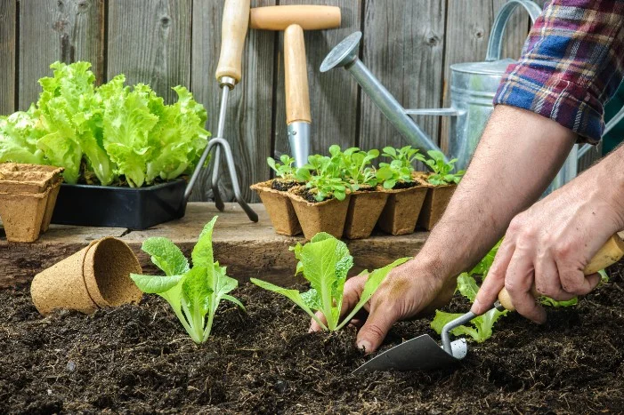 Person pflanzt Salatsetzlinge mit Kelle