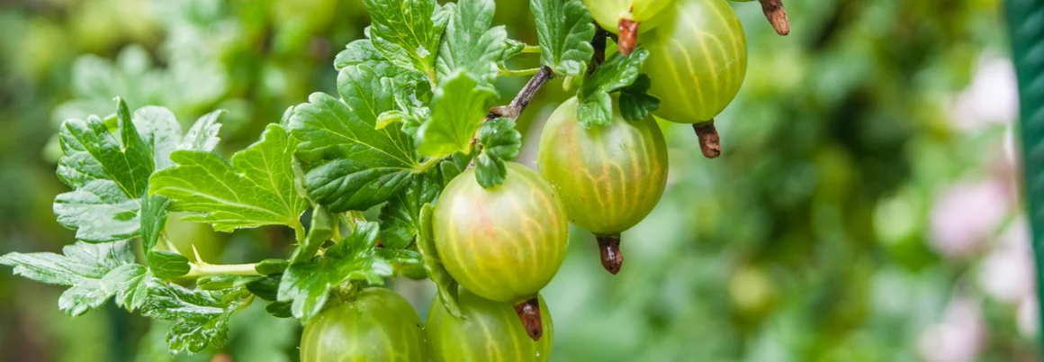 Grüne Stachelbeeren an Strauch