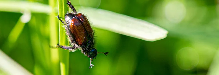 Käfer auf grünem Grashalm