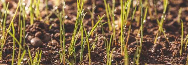 Frisch gesäter Rasen mit Tautropfen