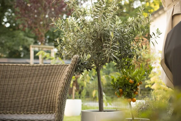 Olivenbaum und Mandarinenbaum auf Terrasse