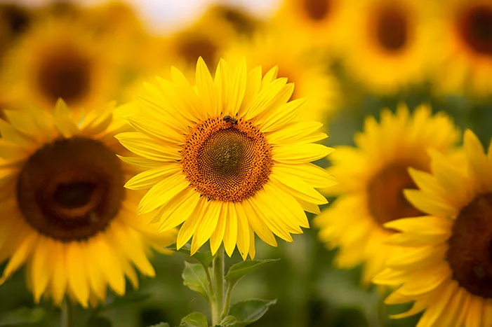 Sonnenblume mit Biene im Feld