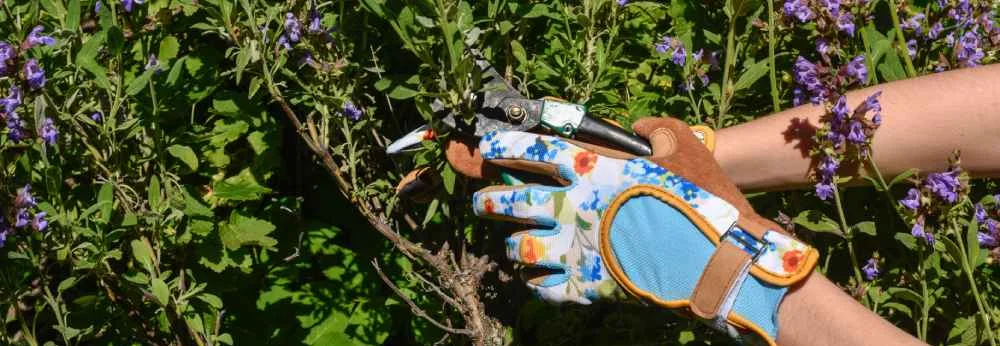 Eine Person schneidet Salbei mit einer Gartenschere zurück.