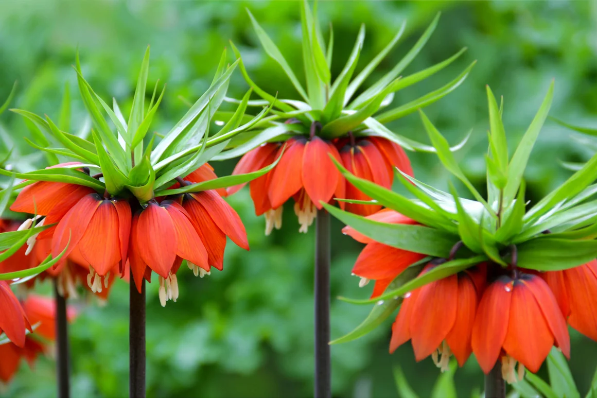 Orange Kaiserkronenblüten auf grünem Grund