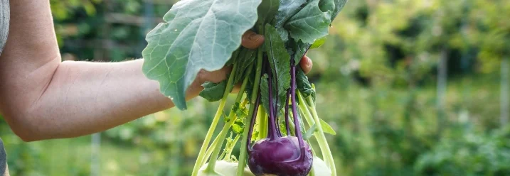 Person hält Kohlrabi in der Hand