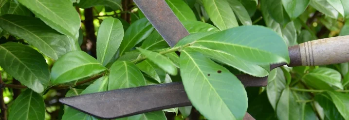 Gartenschere schneidet grünen Strauch