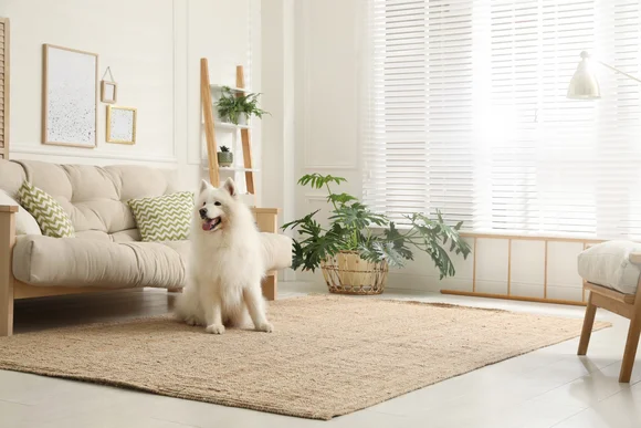 Weißer Hund auf Teppich in Wohnzimmer