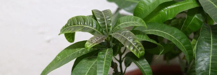Mangobaum Jungpflanze
