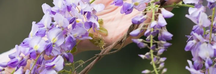 Hände halten lilafarbene Blüten