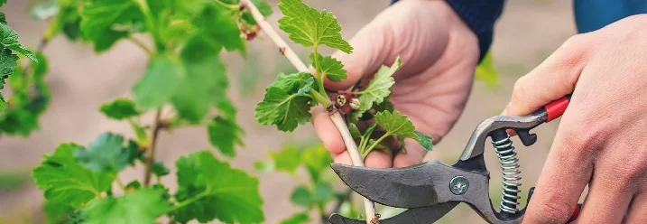 Hände schneiden Ast mit Gartenschere