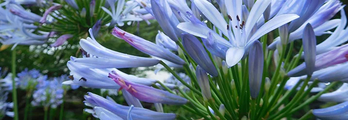 Blaue Lilienblüten