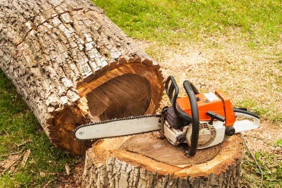 Gefällter Baum und Kettensäge
