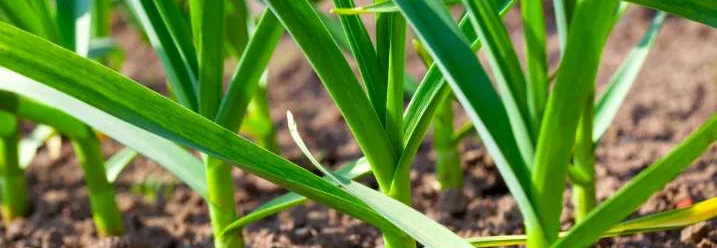 Junge Knoblauchpflanzen im Garten
