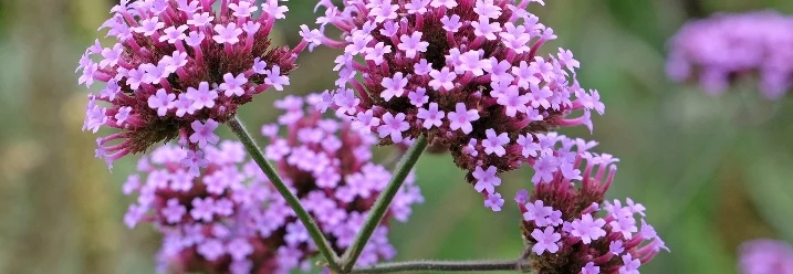 Lila Verbenenblüten