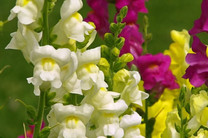 Nahaufnahme von Löwenmäulchenblüten