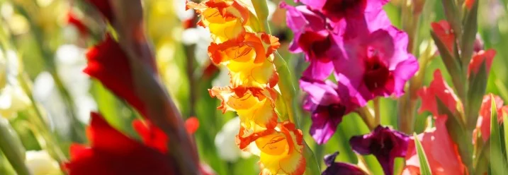 Bunte Gladiolenblüten in Nahaufnahme