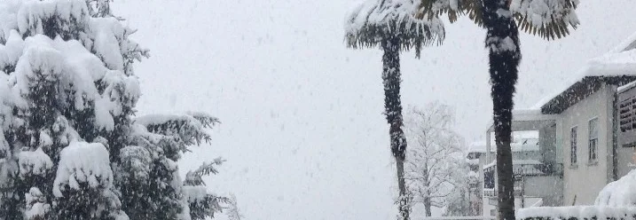 Verschneite Palmen und Tannen
