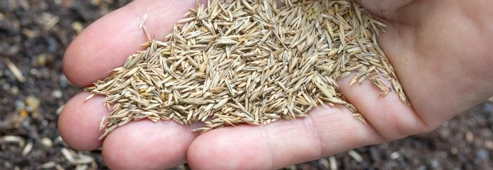 Hand hält Grassamen über dunkler Erde