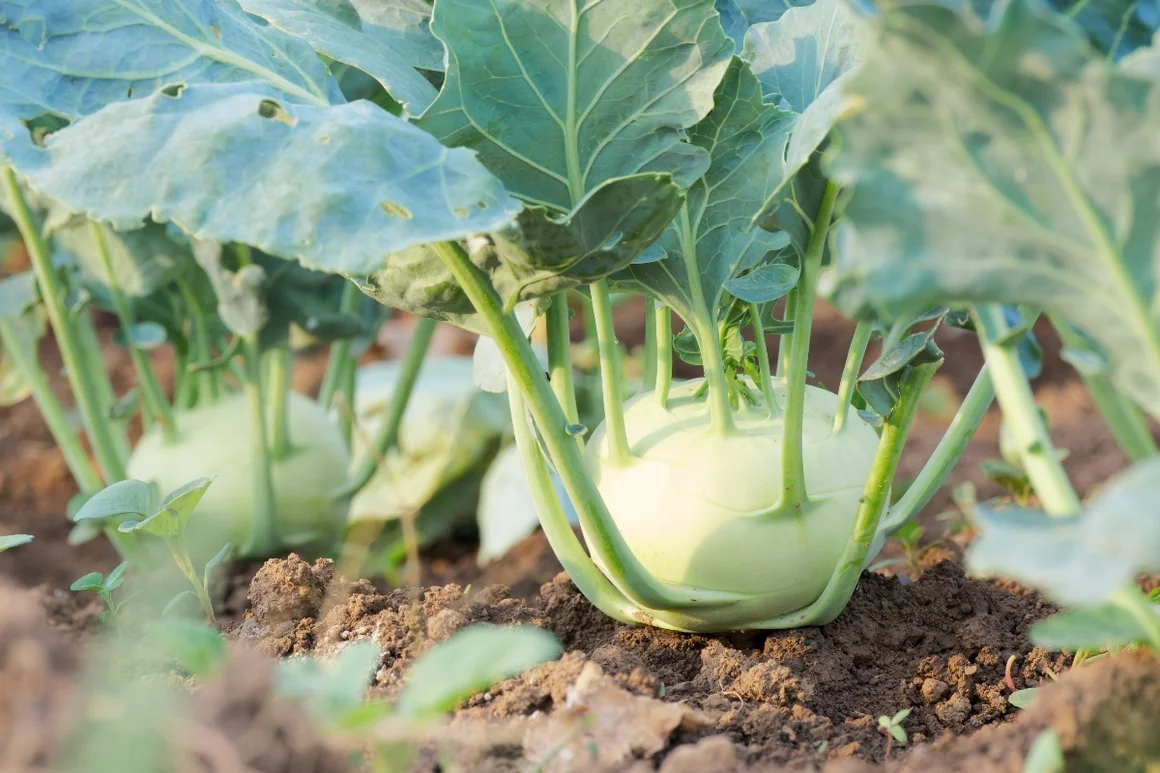Kohlrabi auf dem Feld